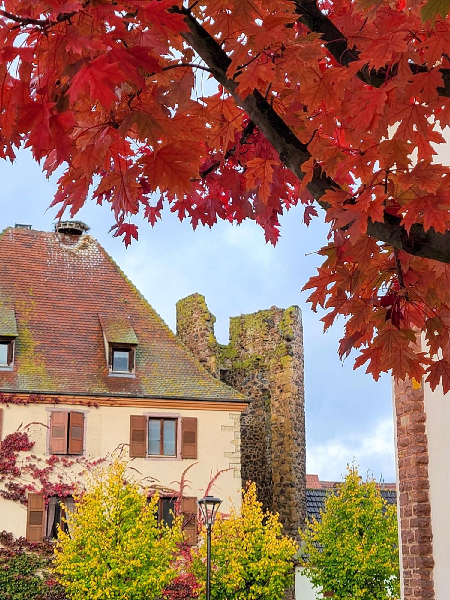 Gîte romantique La Vigne Dort Herrlisheim-près-Colmar Extérieur photo